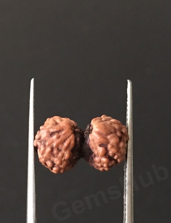 Gauri Shankar Rudraksha Certified (Indonesian Origin) Size-12.7 mm